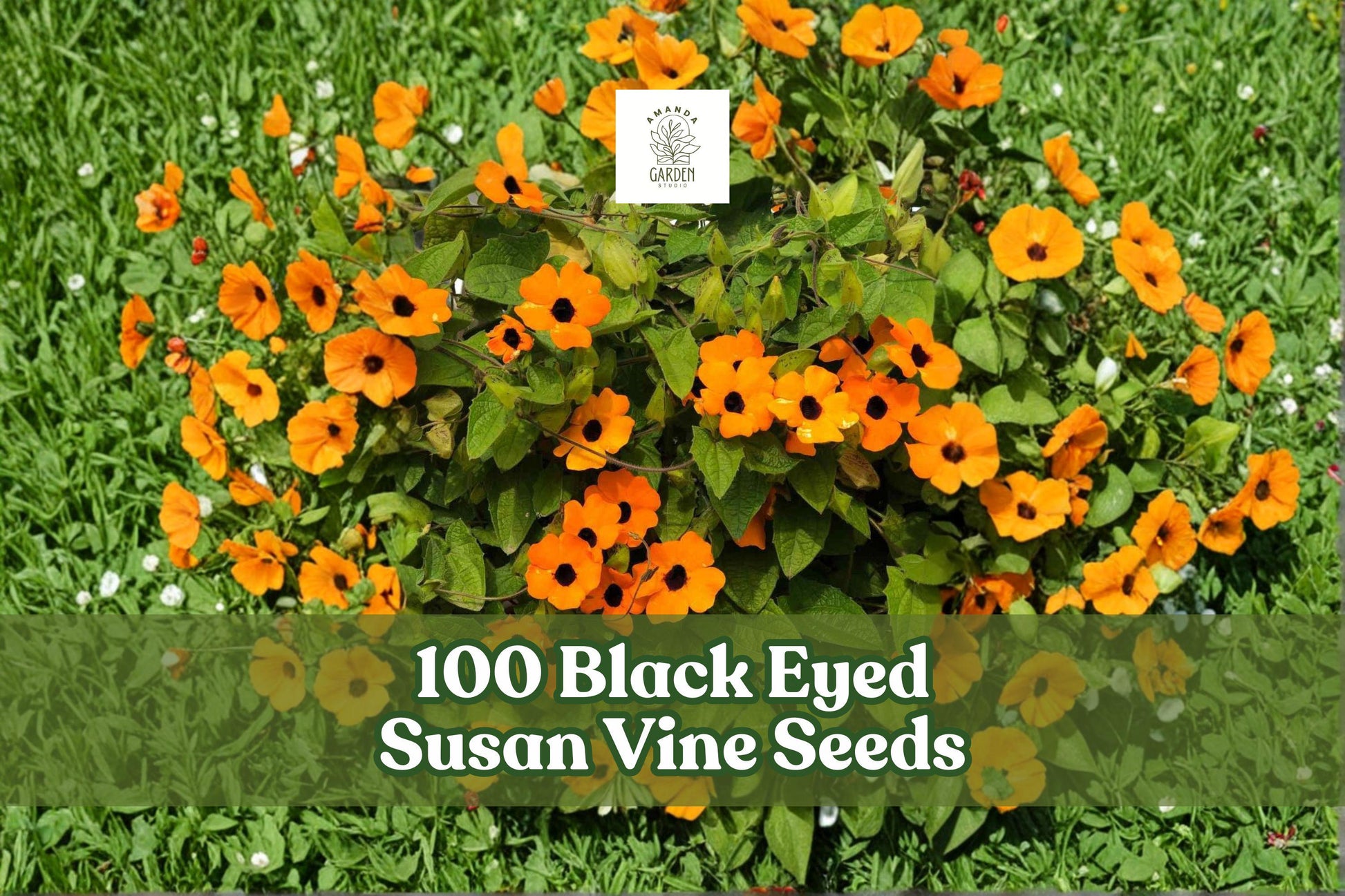 Black Eyed Susan Vine Seeds, Thunbergia alata, Climbing Flower Seeds, Bright Yellow & Orange Blooms, Fast-Growing Vine, Garden Trellis Plant
