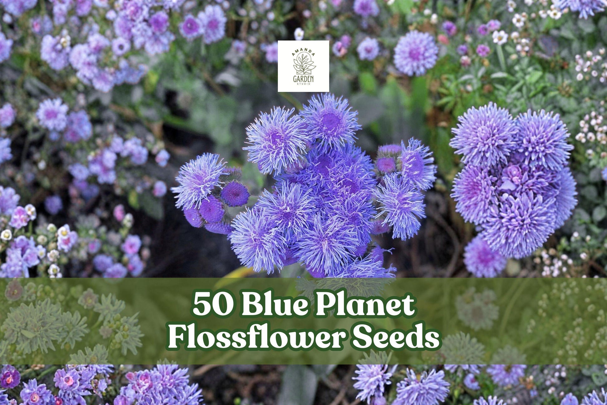 Blue Planet Flossflower Seeds – Ageratum houstonianum, Compact Blue Blooms, Pollinator-Friendly, 50 Seeds
