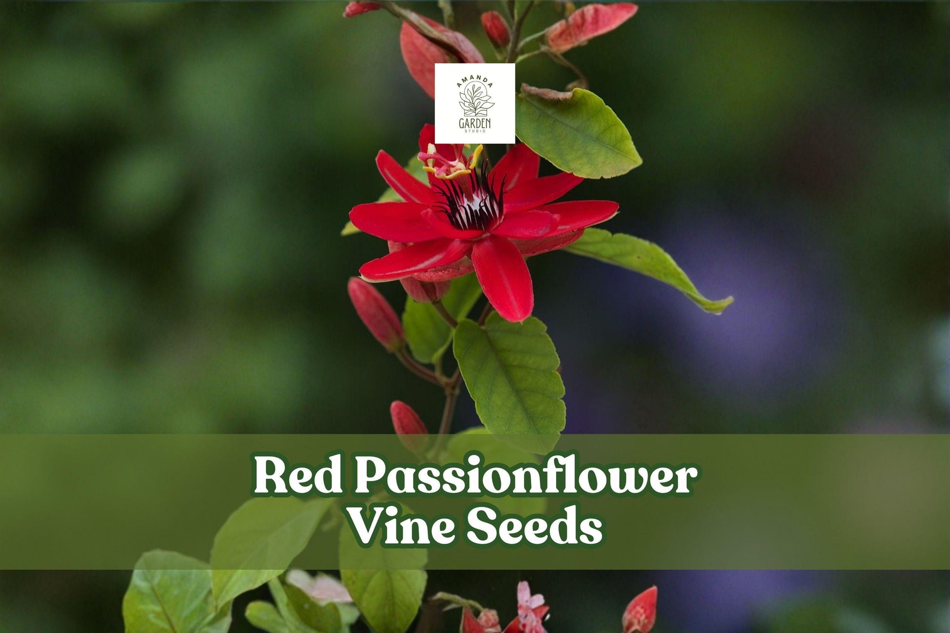 Red Passionflower Vine Seeds – Passiflora princeps, Tropical Climbing Plant, Ornamental Flowering Vine, Non-GMO, 10 Seeds