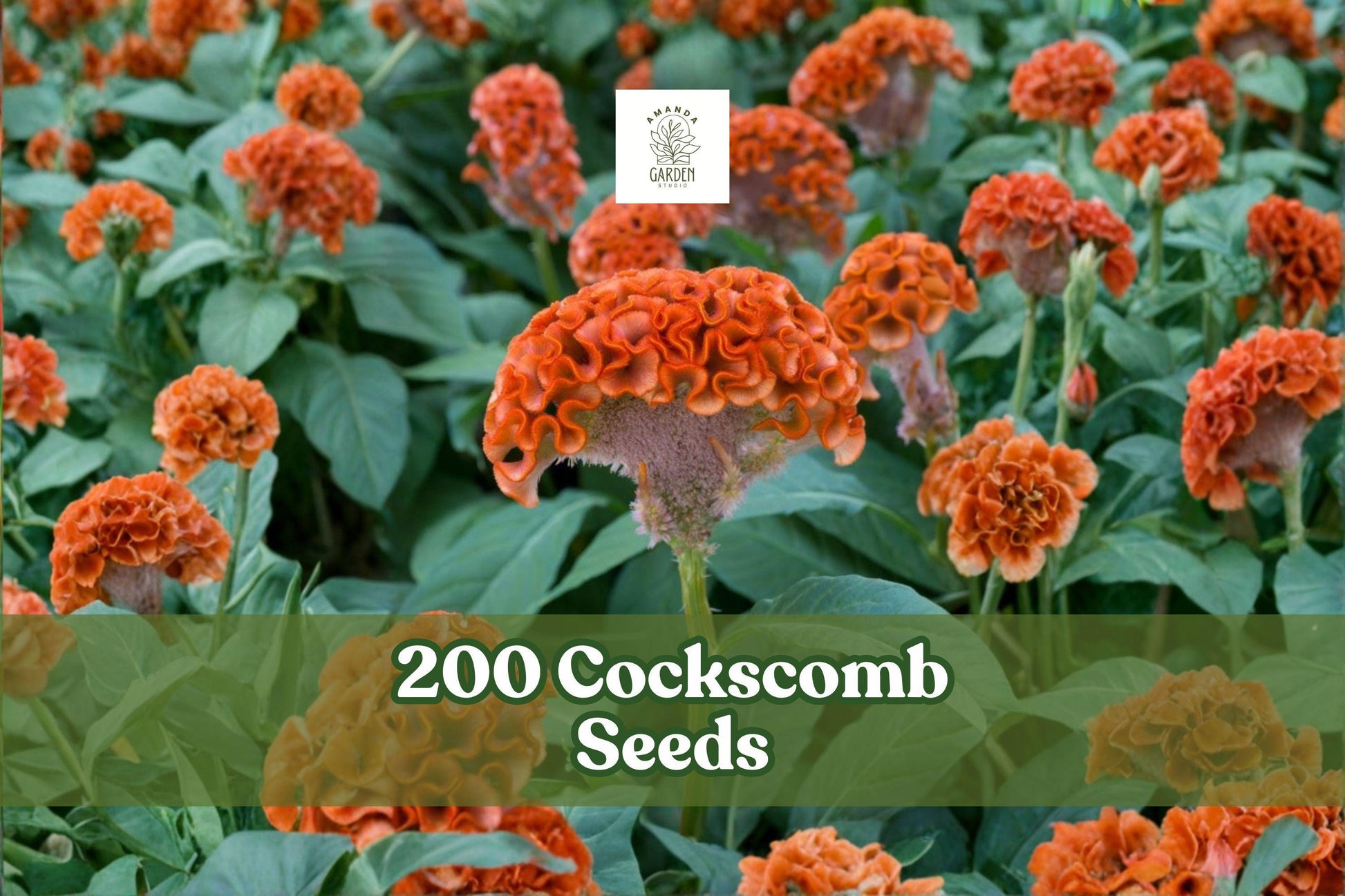 200 Cockscomb Seeds Celosia cristata Vibrant Garden Flower Non-GMO USA-Grown