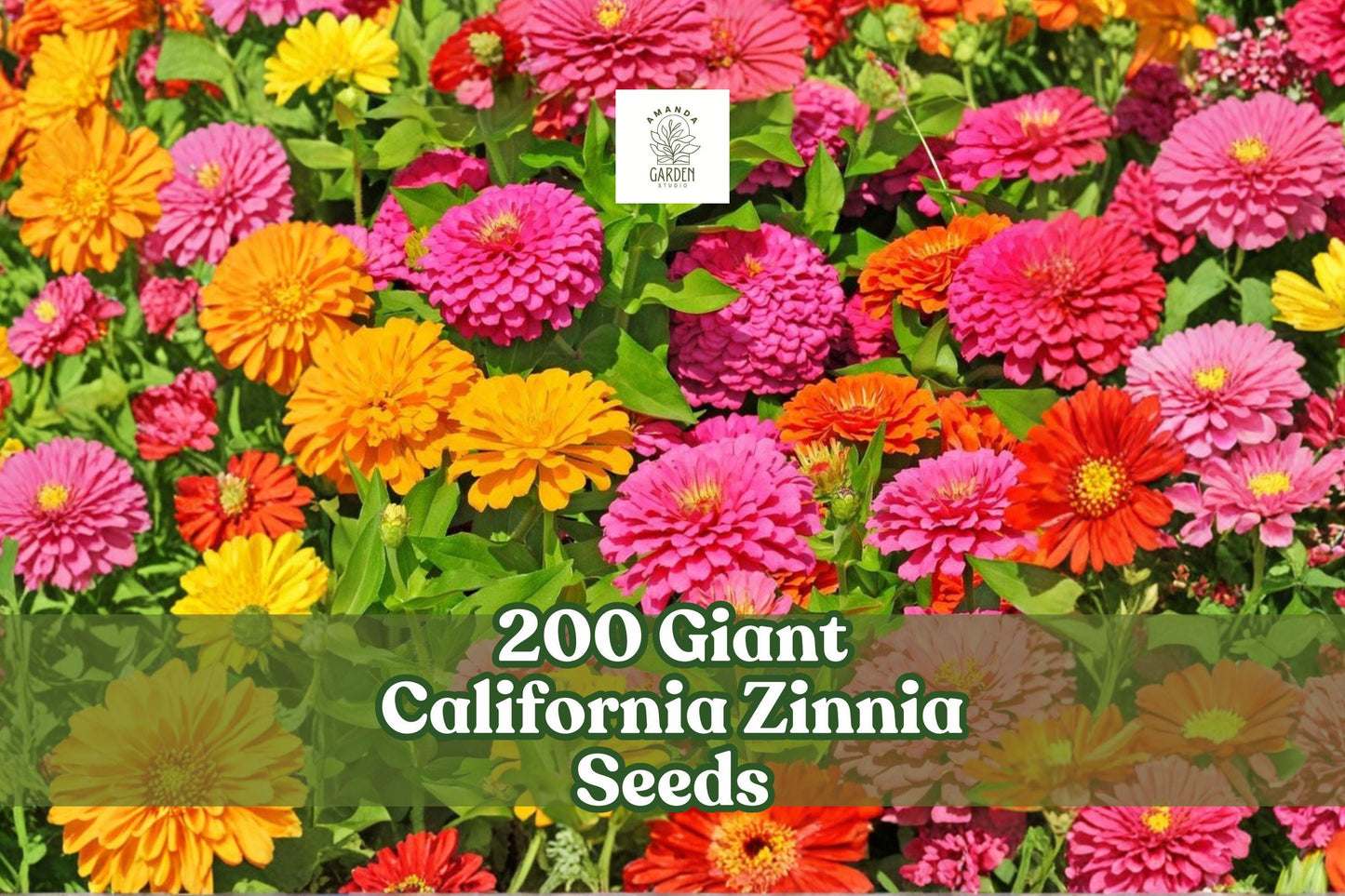 200 Giant California Zinnia Seeds | Zinnia elegans | Large Flower Garden Annual for Borders & Bouquets