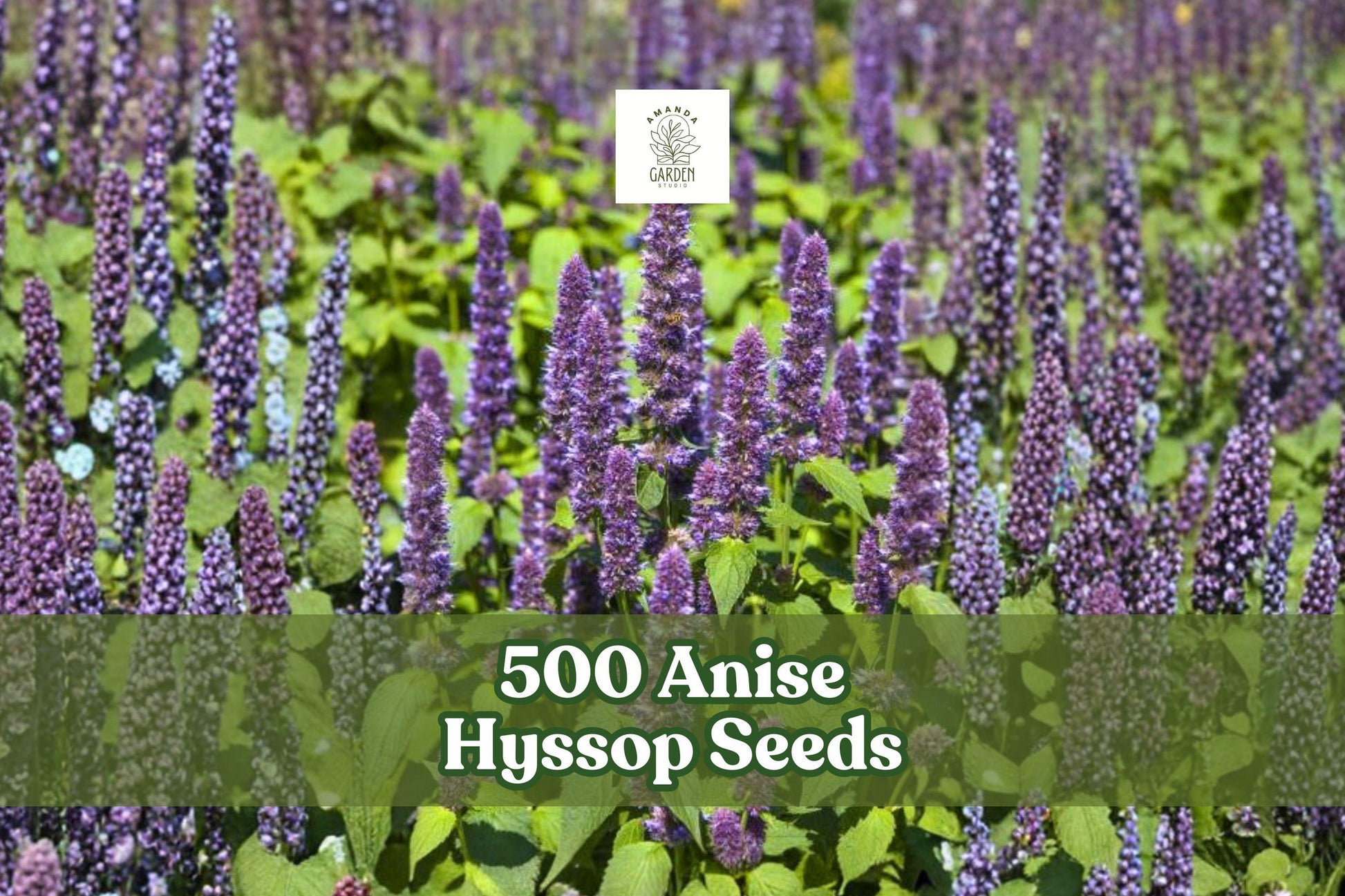 500 Anise Hyssop Seeds | Agastache foeniculum | Fragrant Pollinator Wildflower for Bees & Butterflies