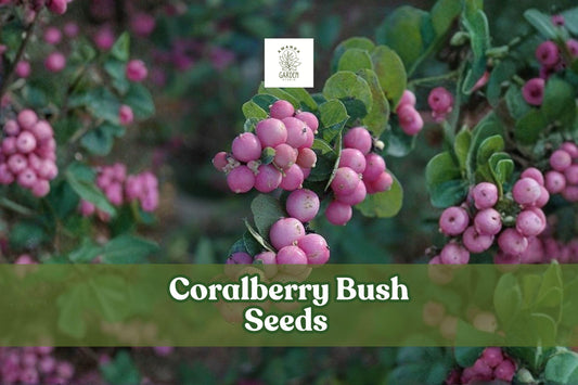 30 Coralberry Seeds Symphoricarpos orbiculatus Ornamental Shrub with Pink Berries for Borders & Gardens