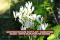 Shooting Star Bare-Root Plant Dodecatheon meadia Native Wildflower for Gardens, Pollinator Attracting Perennial