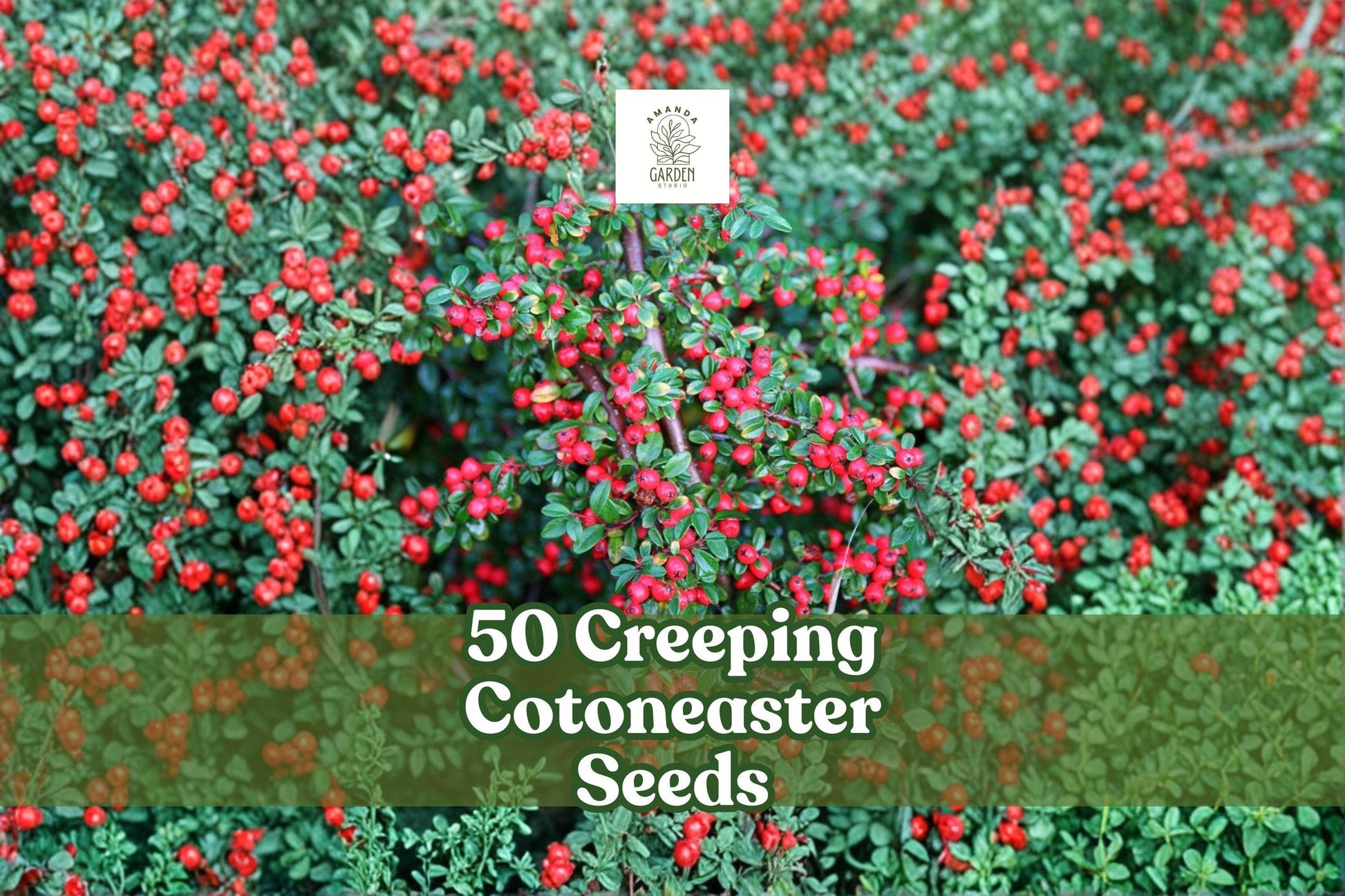 50 Creeping Cotoneaster Seeds | Groundcover Shrub | Cotoneaster adpressus | Ornamental Plant for Landscaping