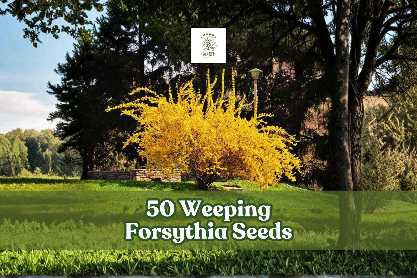 50 Forsythia suspensa Seeds | Weeping Forsythia Flowering Shrub | Yellow Blooming Ornamental Garden Plant