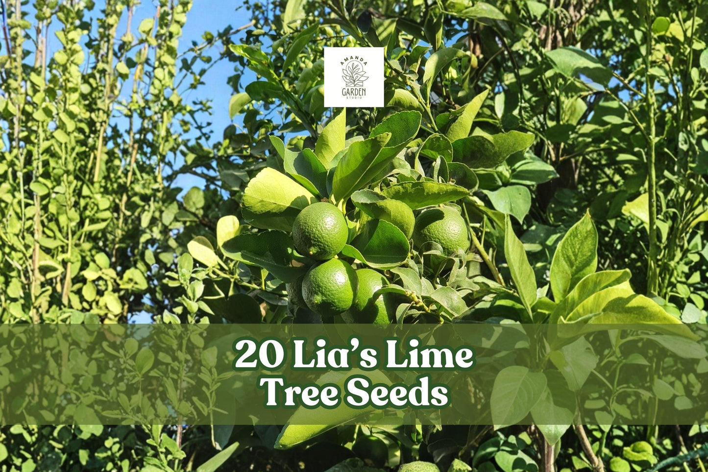 Lia’s Lime Tree Seeds – 20+ Non-GMO Citrus aurantiifolia Fruit Seeds for Growing Key Lime Trees, Fast-Growing, Container-Friendly