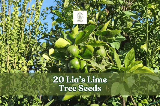 Lia’s Lime Tree Seeds – 20+ Non-GMO Citrus aurantiifolia Fruit Seeds for Growing Key Lime Trees, Fast-Growing, Container-Friendly