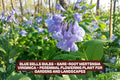 Blue Bells Bulbs - Bare-Root Mertensia Virginica Perennial Flowering Plant for Gardens and Landscapes