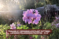 Trailing Ivy Geranium Cuttings - Lavender Pelargonium Peltatum, 3 Pack, Hanging Basket, Indoor & Outdoor Plant