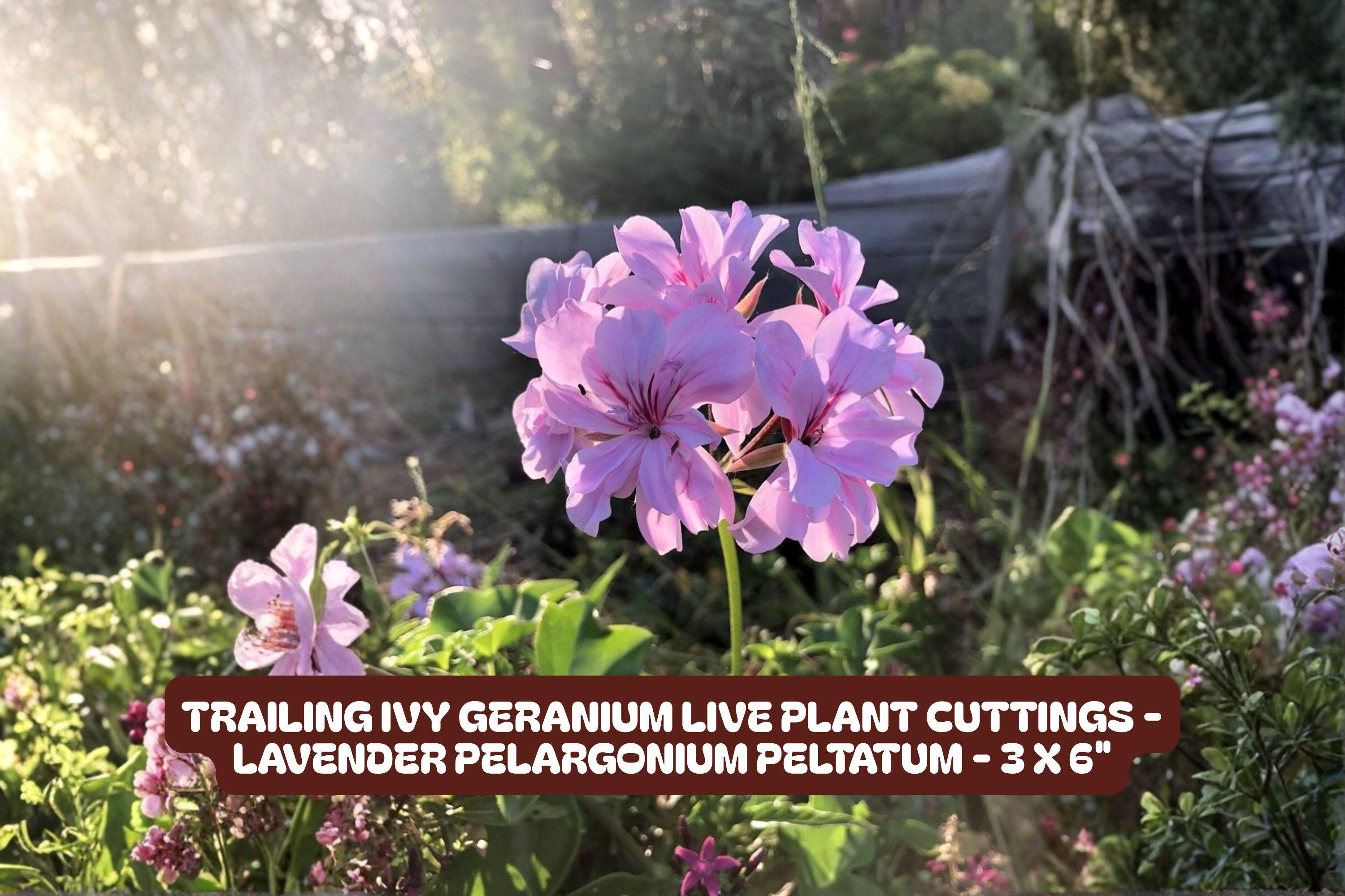 Trailing Ivy Geranium Cuttings - Lavender Pelargonium Peltatum, 3 Pack, Hanging Basket, Indoor & Outdoor Plant