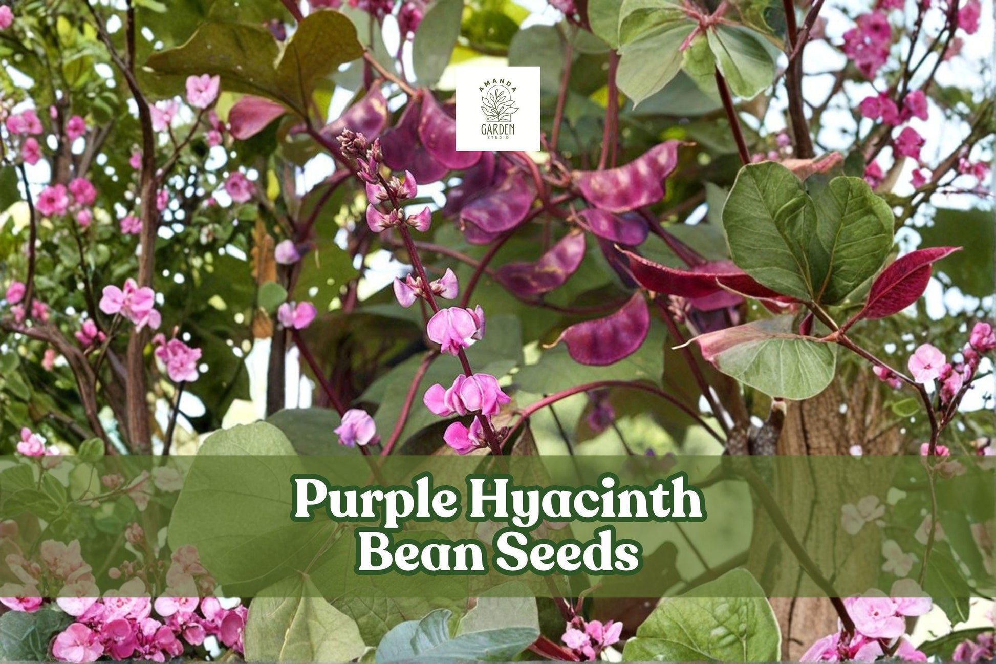 Purple Hyacinth Bean Seeds – Ornamental Climbing Vine with Purple Flowers & Red-Tinted Leaves – Lablab purpureus, Non-GMO, 30 Pack