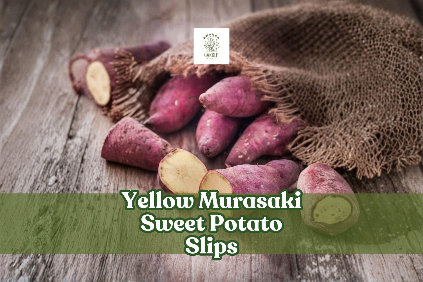 Yellow Murasaki Sweet Potato Slips – Heirloom Ipomoea batatas Starter Plants, High-Yield, Pesticide-Free, Non-GMO