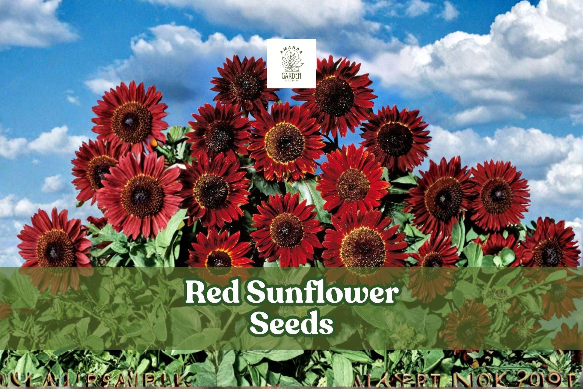 Red Sunflower Seeds, Helianthus annuus, 50 Non-GMO Heirloom Garden Flowers, Bright Red Blooms
