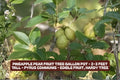 Pineapple Pear Fruit Tree - Edible Pyrus communis - 2-3 Feet Tall, Fruit-Bearing, Small Space Garden Tree