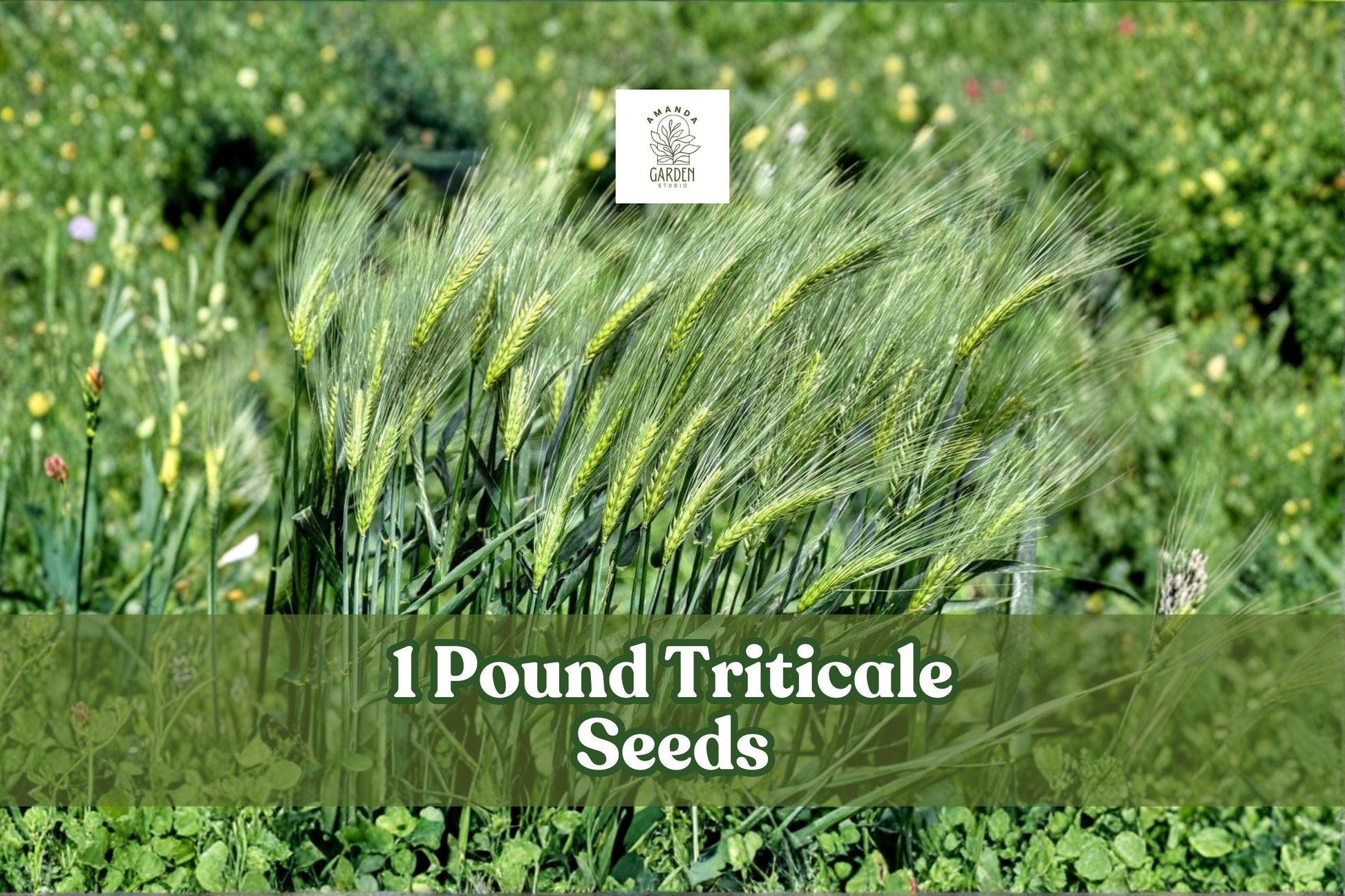 1 Pound Triticale Seeds | Hybrid Grain Crop ×Triticosecale | Non-GMO Cover & Forage Seed