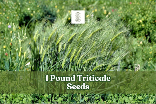 1 Pound Triticale Seeds | Hybrid Grain Crop ×Triticosecale | Non-GMO Cover & Forage Seed