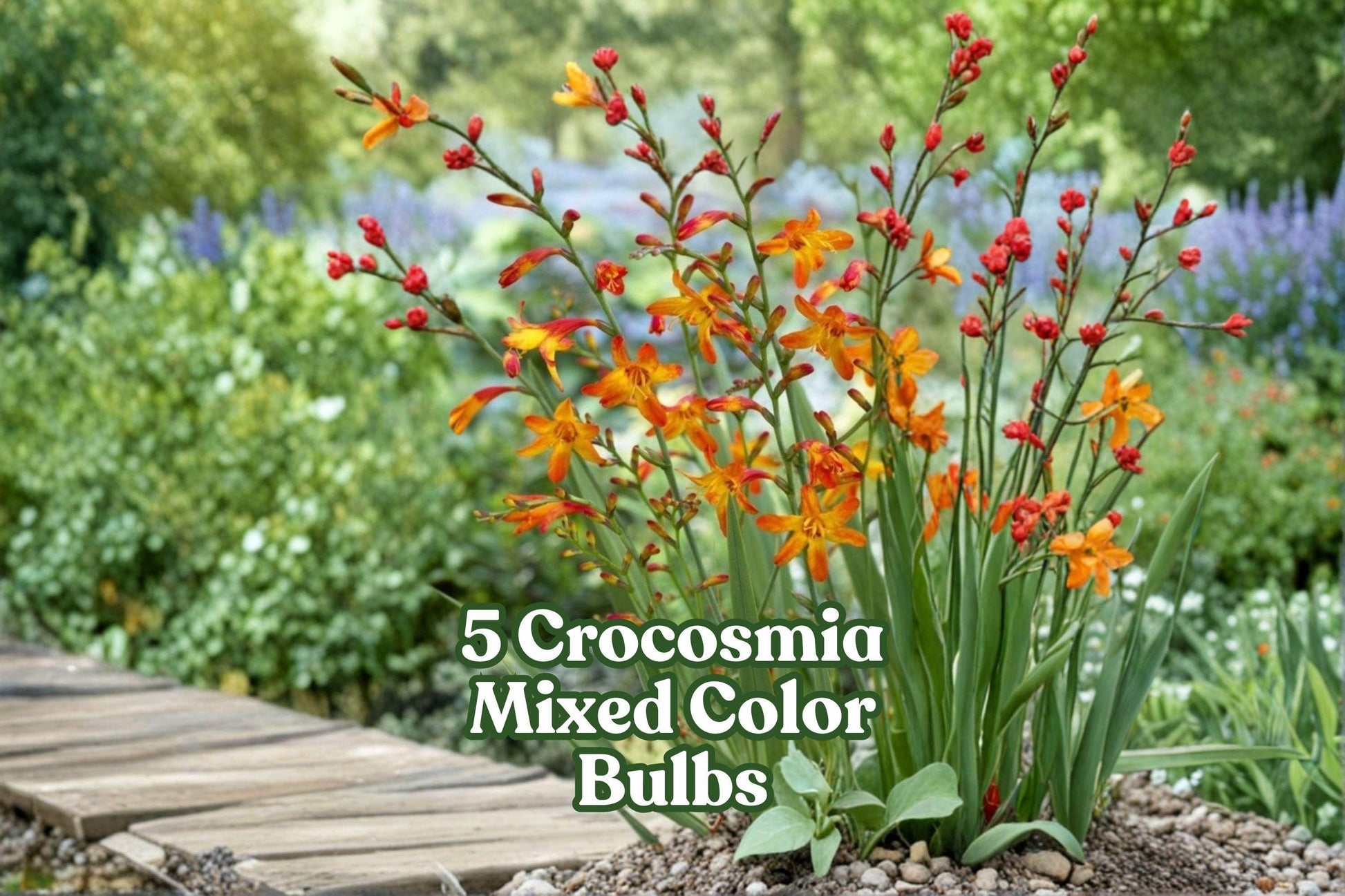 5 Crocosmia Bulbs – Mixed Color, Bright Summer Flowers, Pollinator-Friendly, Crocosmia spp.