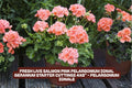 Fresh Salmon Pink Pelargonium Zonal Geranium Cuttings - Pelargonium x hortorum Starter Plants