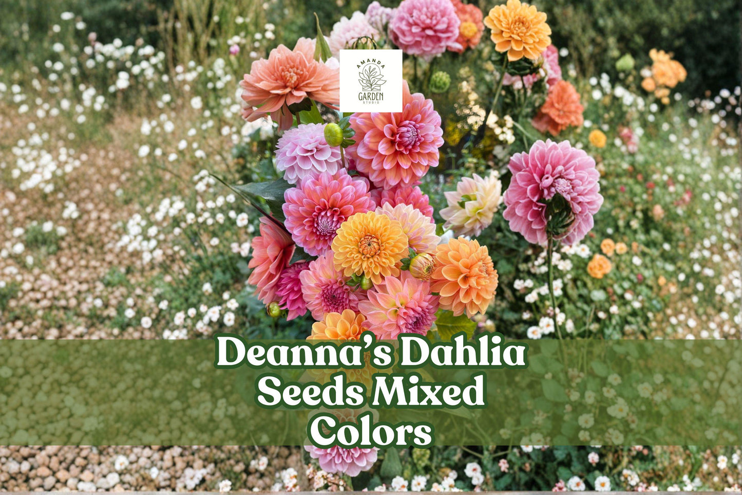 Dahlia Seeds 100+ Pack | Exotic Mixed Colors | Non-GMO Heirloom Dahlia variabilis