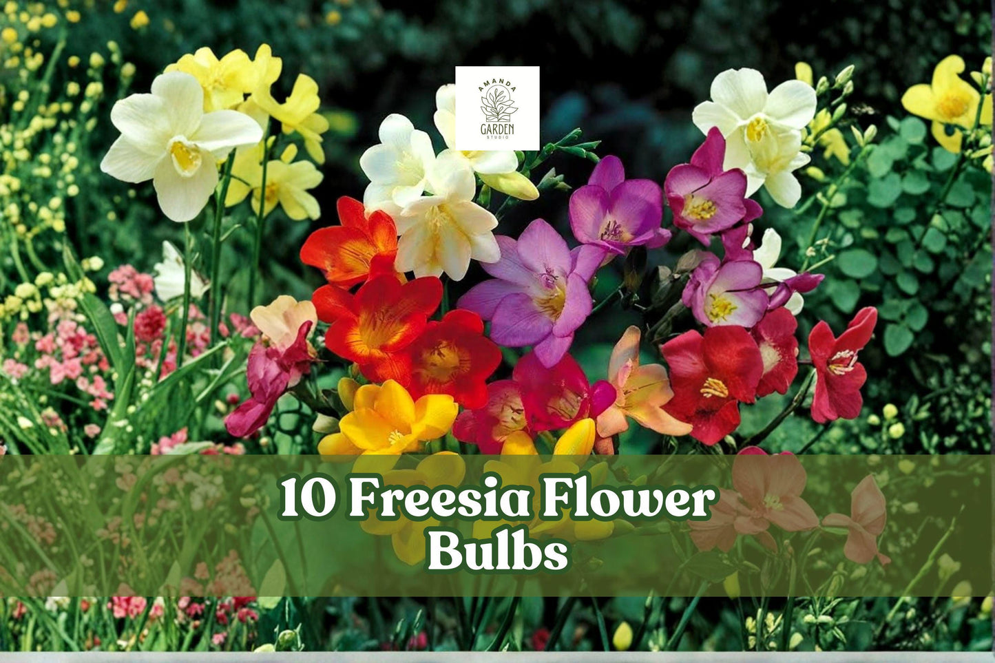 Freesia Bulbs 10 Pack | Fragrant Mix Colors | Spring Blooming Perennial Flowers | Freesia spp.