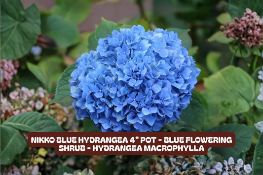 Nikko Blue Hydrangea Plant - 4" Pot, Flowering Shrub, Hydrangea macrophylla 'Nikko Blue' for Garden or Container