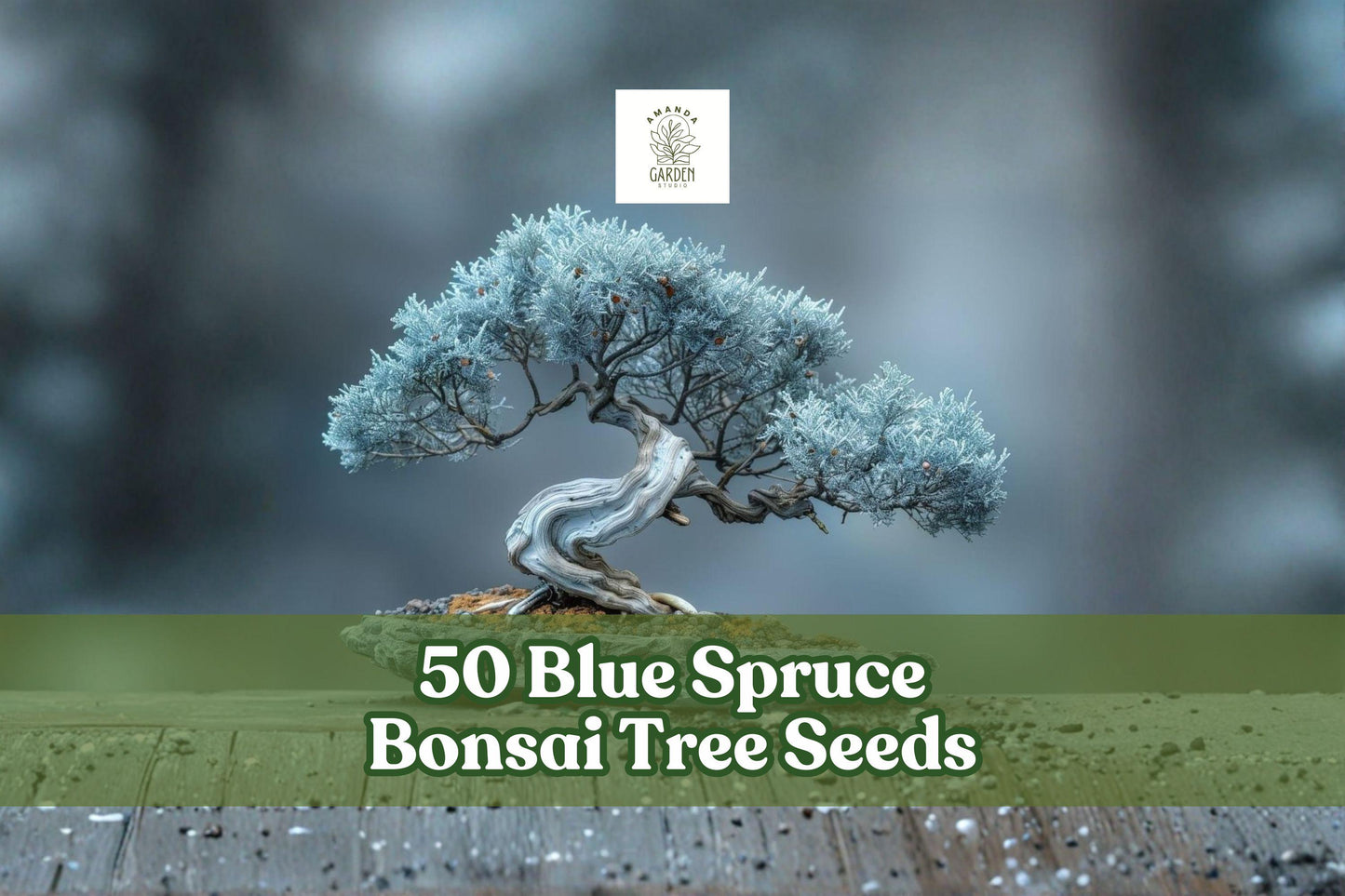 Blue Spruce Bonsai Seeds – Picea pungens, Colorado Blue Evergreen, 50 Non-GMO Conifer Seeds for Bonsai & Landscaping