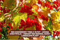 Red Chokeberry Tree in Pot – Aronia arbutifolia – Vibrant Red Berries, Hardy Landscape Shrub, Bird Attracting, Drought-Resistant Plant