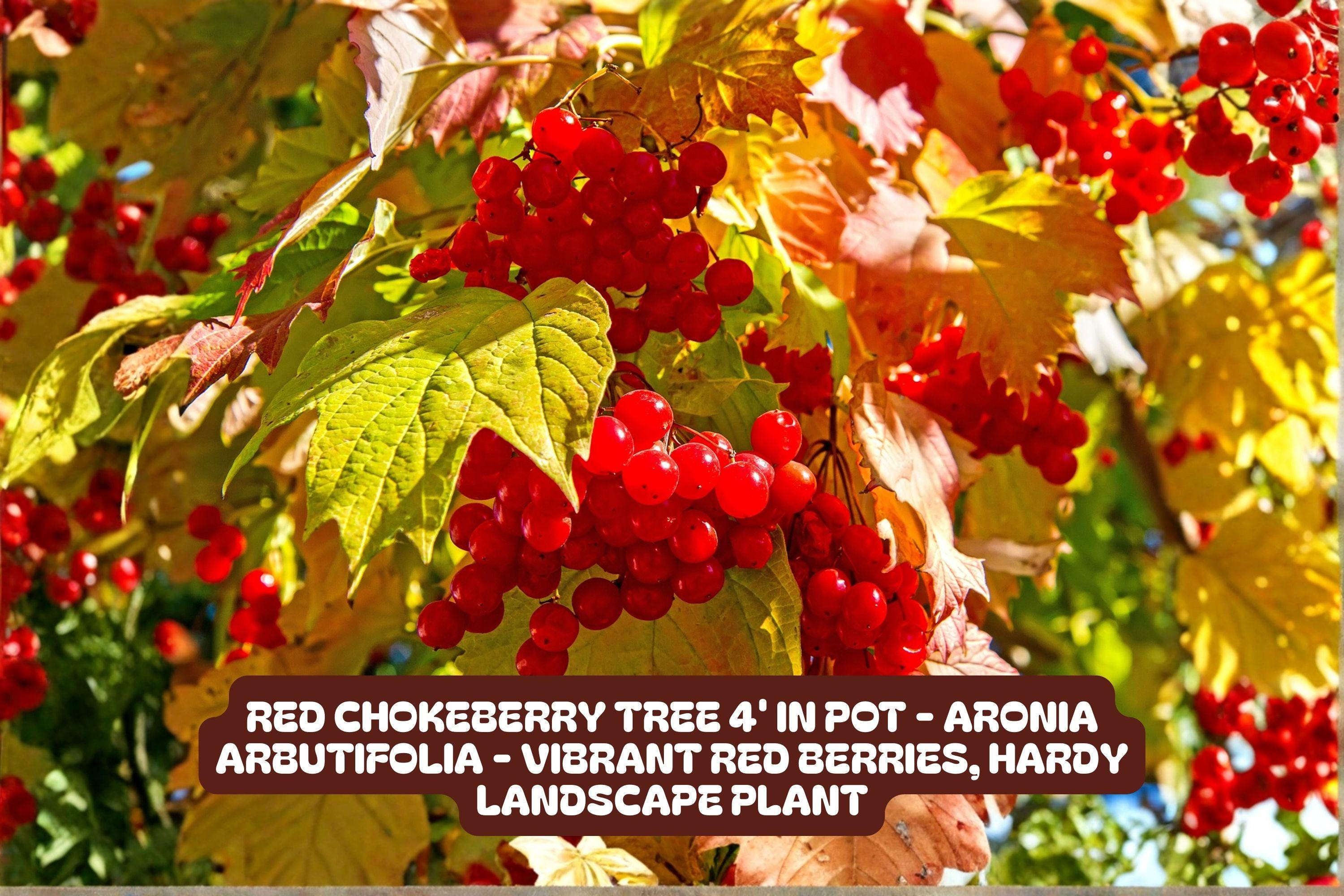 Red Chokeberry Tree in Pot – Aronia arbutifolia – Vibrant Red Berries, Hardy Landscape Shrub, Bird Attracting, Drought-Resistant Plant