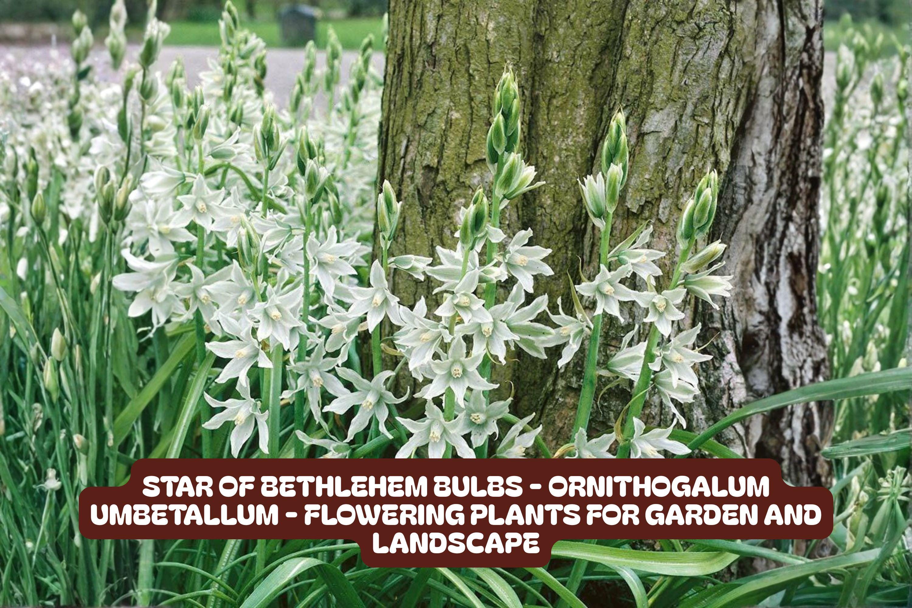 Star of Bethlehem Bulbs - Ornithogalum umbellatum - Flowering Garden Plants for Borders, Rock Gardens & Naturalized Areas