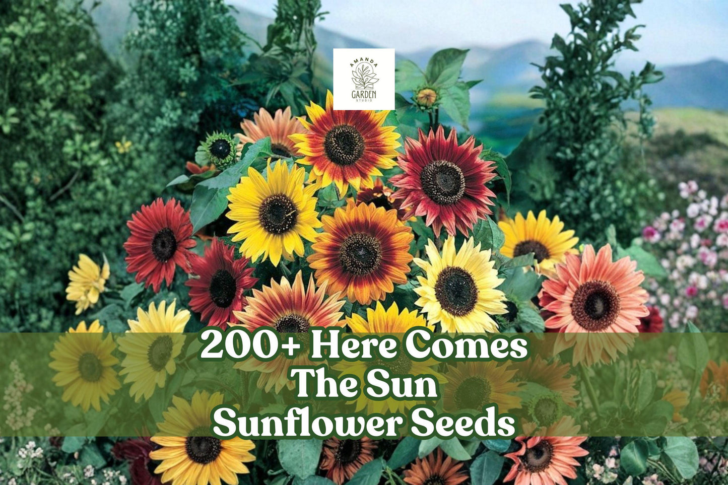 Sunflower Seeds Mix - 200+ Helianthus annuus Non-GMO, Multi-Color, Pollinator-Friendly, USA-Grown
