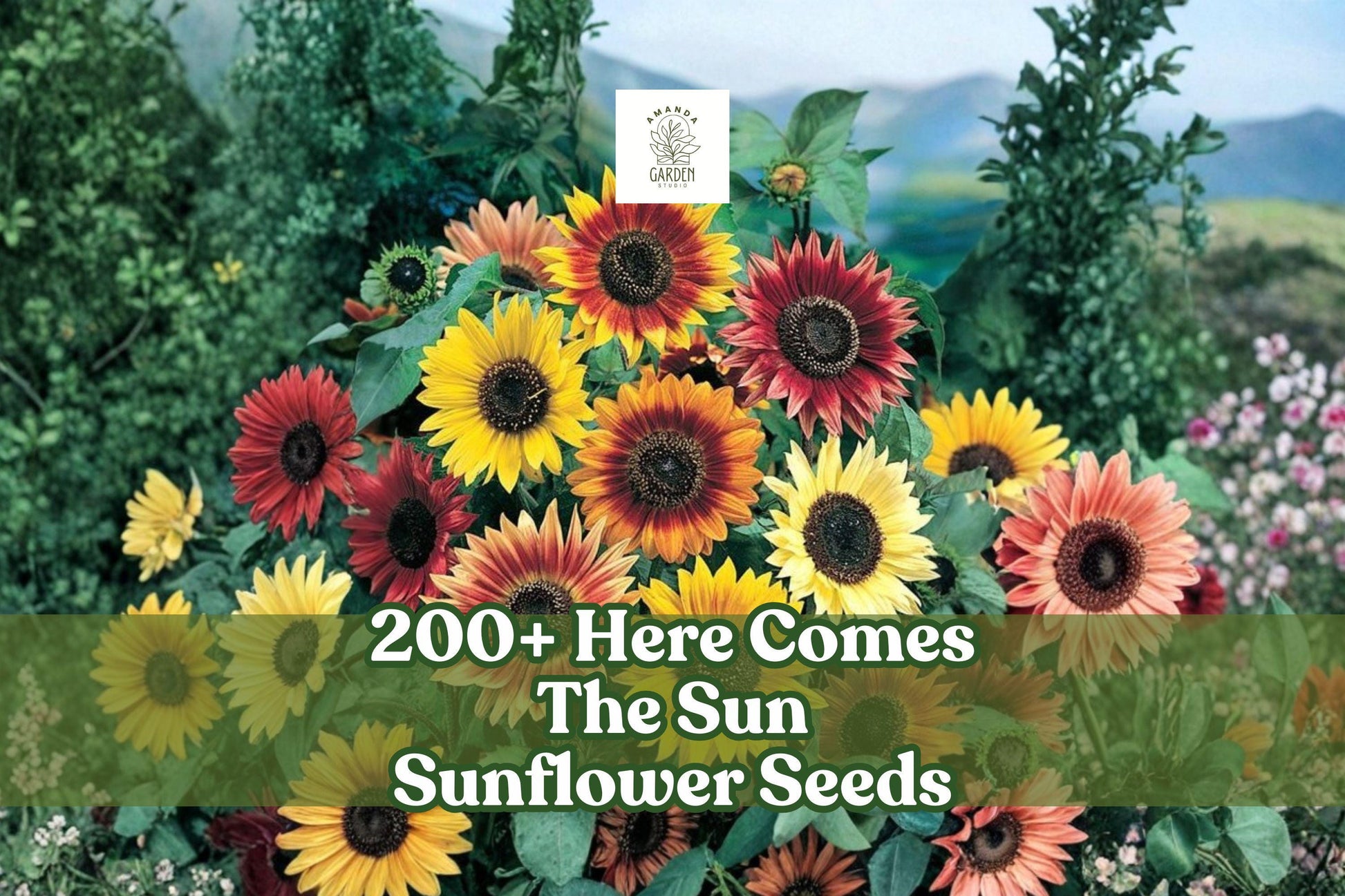 Sunflower Seeds Mix - 200+ Helianthus annuus Non-GMO, Multi-Color, Pollinator-Friendly, USA-Grown