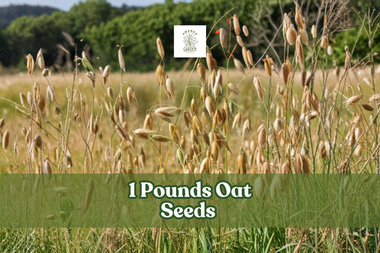 1 Pound Non-GMO Oat Seeds | Avena sativa Grain Crop for Cover Cropping, Feed & Gardening