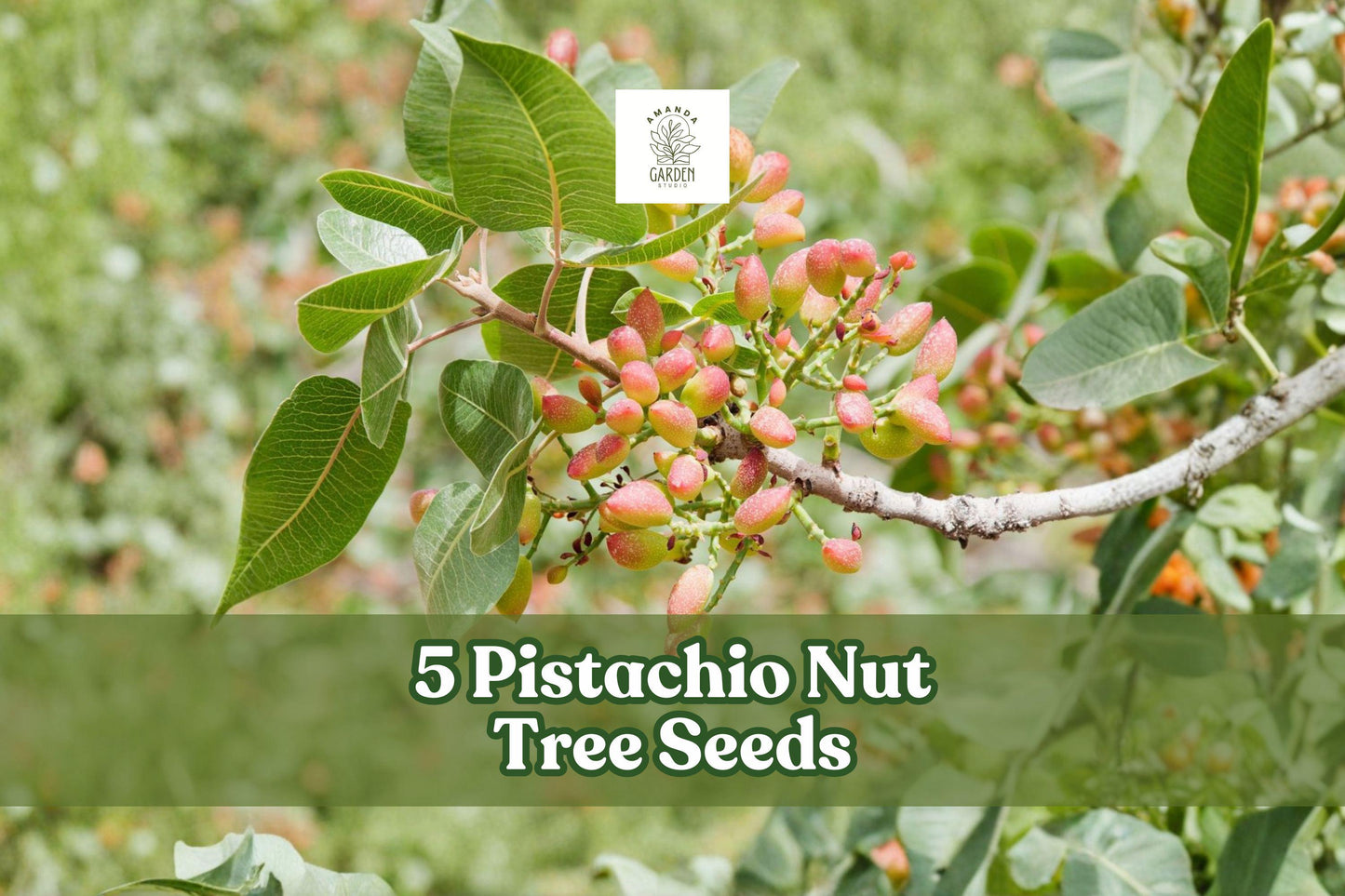5 Pistachio Tree Seeds | Pistacia vera | Drought-Tolerant Nut Tree for Warm Climates