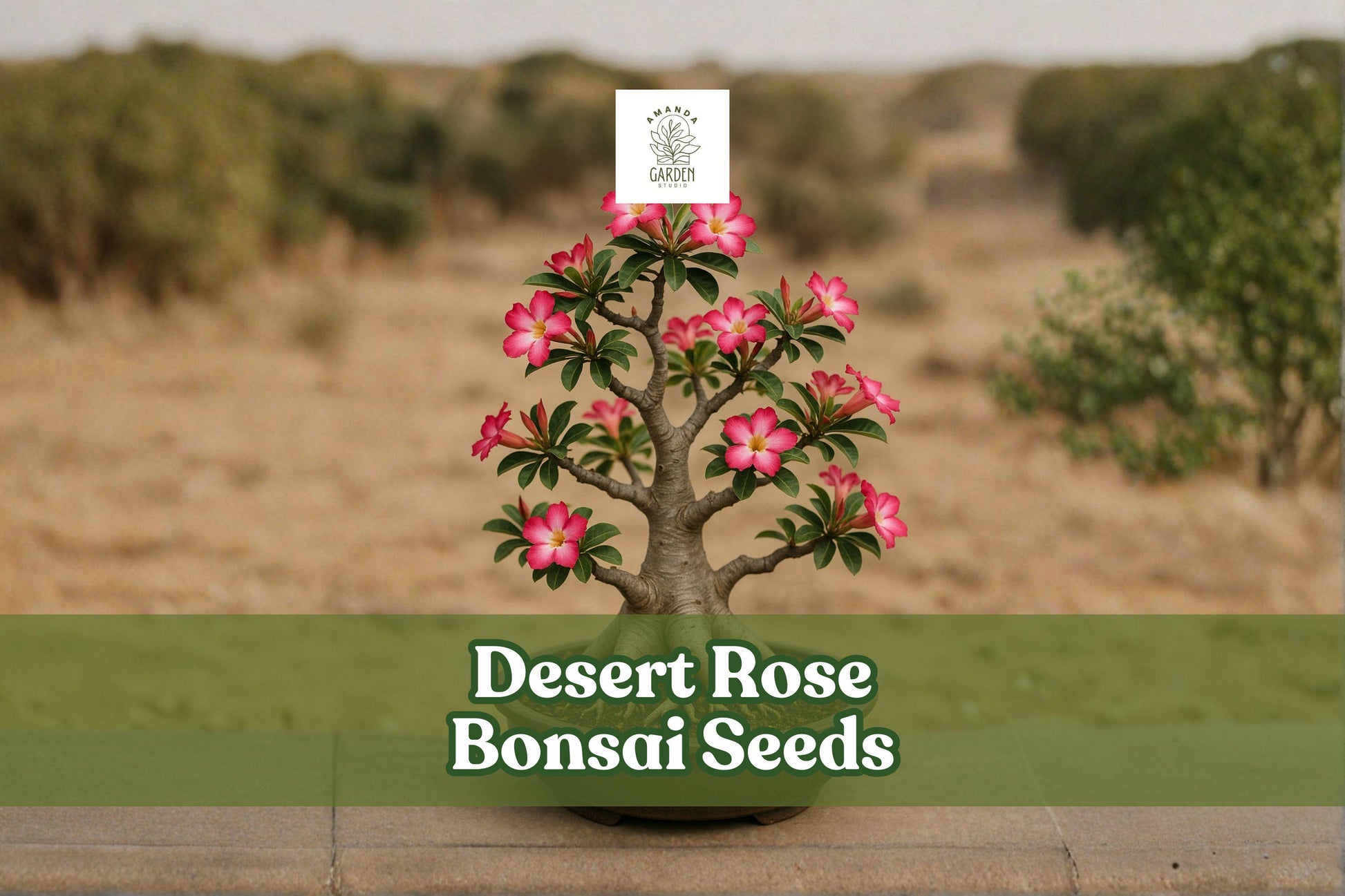 10 Desert Rose Bonsai Seeds | Adenium Obesum | Multicolor Flowering Succulent Plant