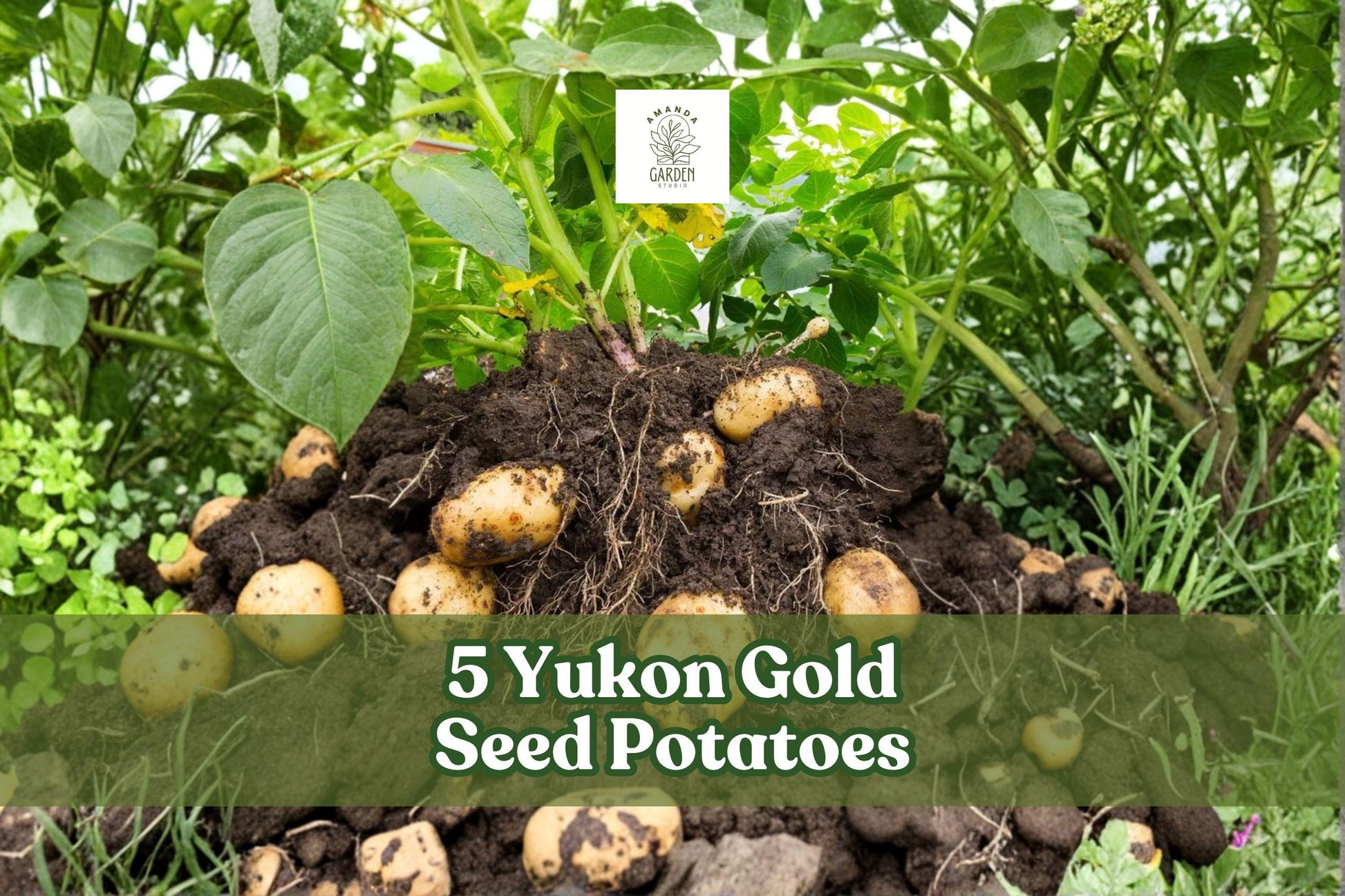 Yukon Gold Seed Potatoes – 5 Non-GMO Starter Tubers for Home Gardening, Roasting, Mashing, and Baking