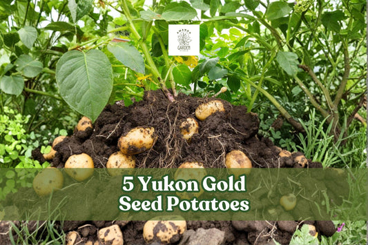 Yukon Gold Seed Potatoes – 5 Non-GMO Starter Tubers for Home Gardening, Roasting, Mashing, and Baking