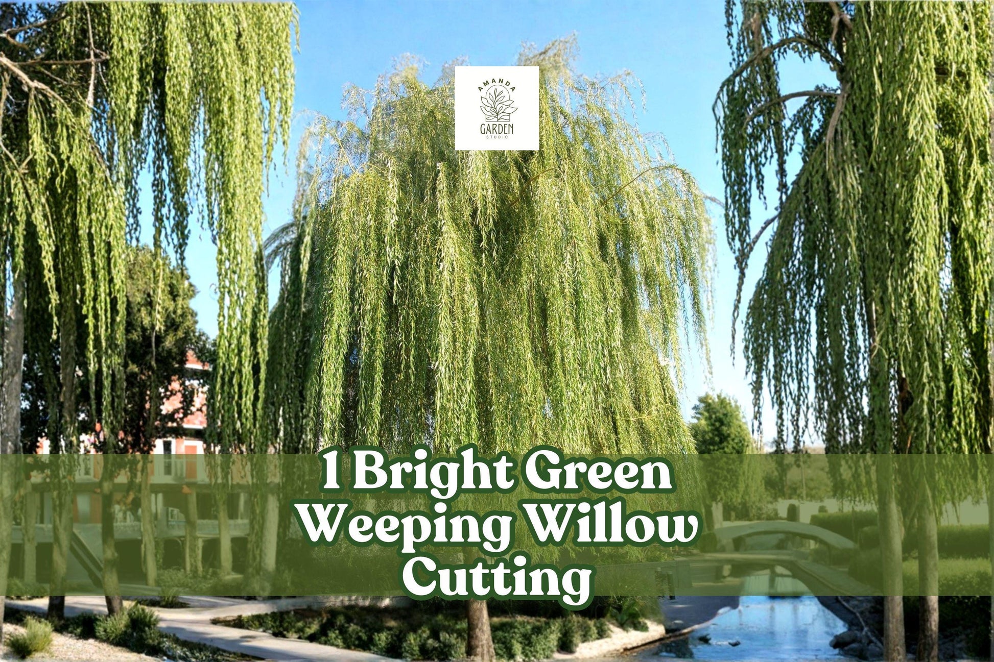 Bright Green Weeping Willow Cutting | Live Rooted Salix babylonica Tree Start | Fast-Growing Shade Tree for Gardens & Ponds