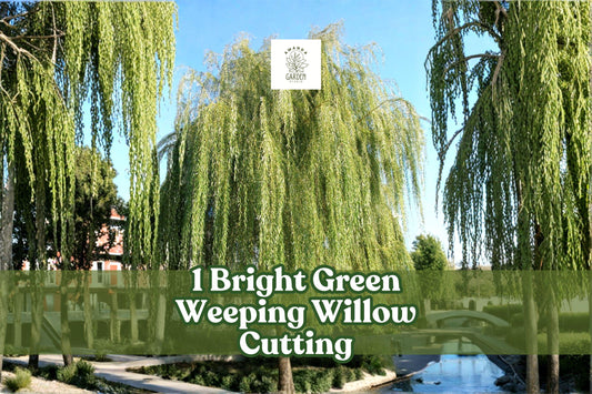 1 Live Rooted Bright Green Weeping Willow Cutting | Salix babylonica | Fast-Growing Ornamental Shade Tree