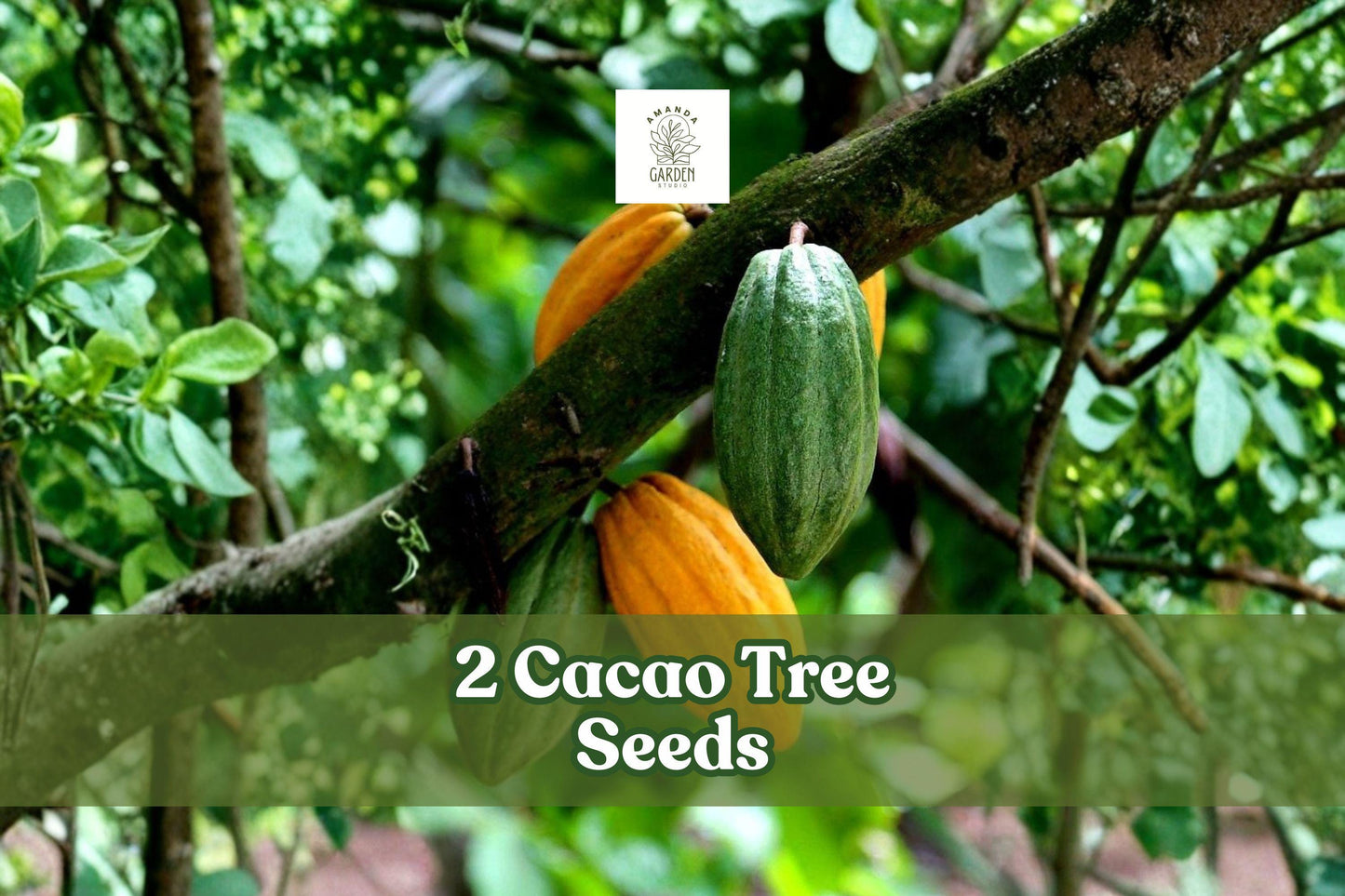 2 Cacao Tree Seeds | Theobroma Cacao | Exotic Tropical Fruit Plant | Rare Cocoa Tree for Indoor & Garden Growth