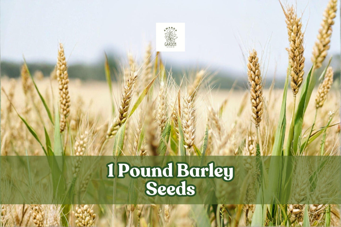 1 Pound Whole Barley Seeds Hordeum vulgare for Sprouting, Juicing & Home Brewing, Non-GMO Grain