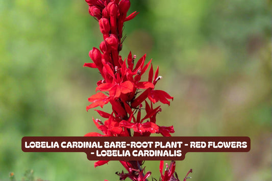 Lobelia Cardinal Bare-Root Plant with Red Flowers, Perennial, Lobelia cardinalis, Attracts Pollinators, Easy to Grow