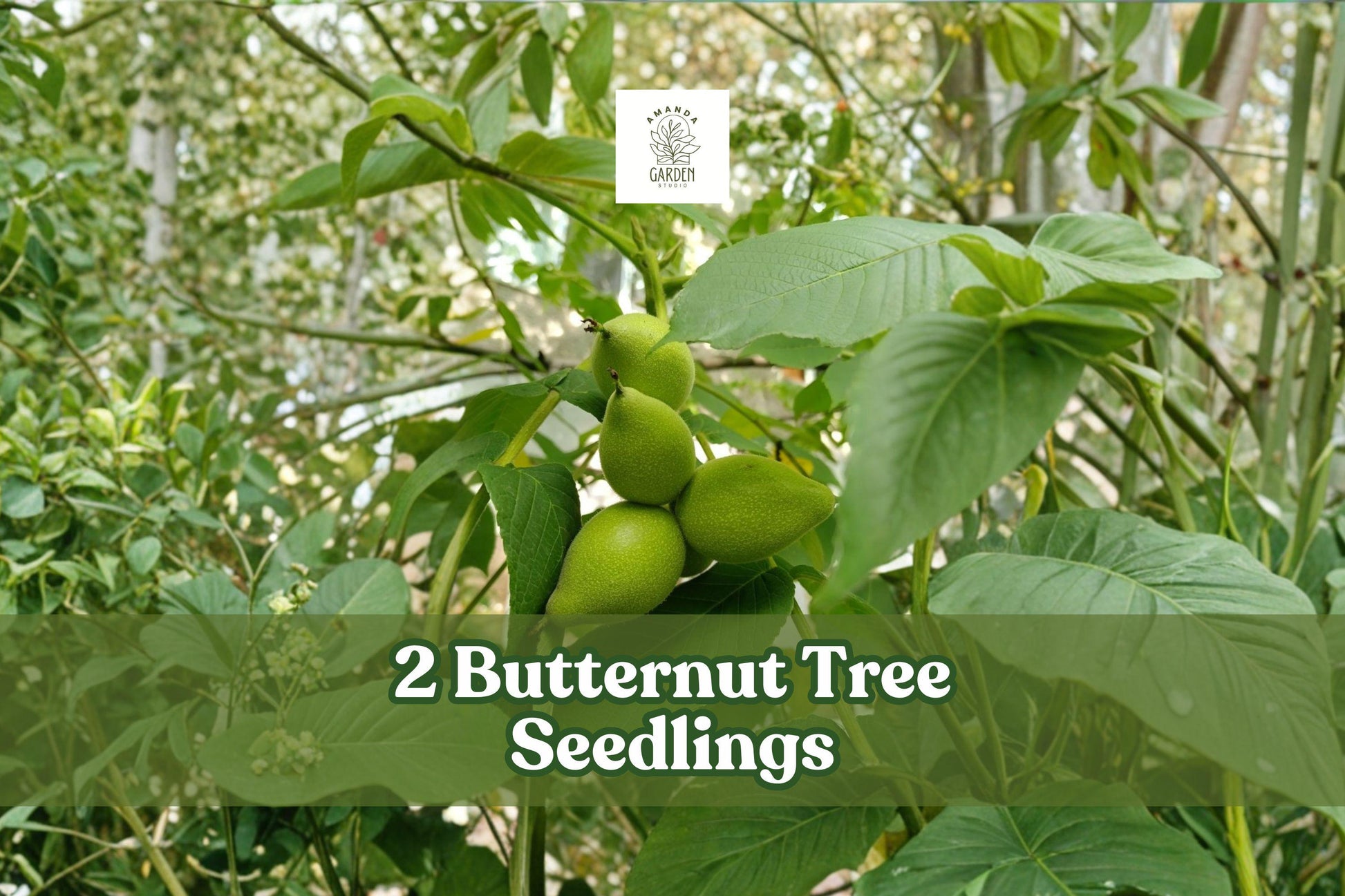 Butternut Tree Seedlings | Juglans cinerea | White Walnut Nut Tree | Hardy Live Plant for Orchard & Reforestation