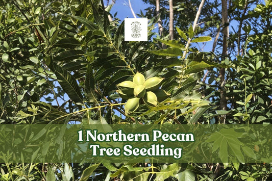 Northern Pecan Tree Seedling | Carya illinoinensis | Live Nut Tree for Shade & Nut Production