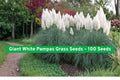 Giant White Pampas Grass Seeds – 100+ Cortaderia selloana Ornamental Grass for Landscaping & Borders