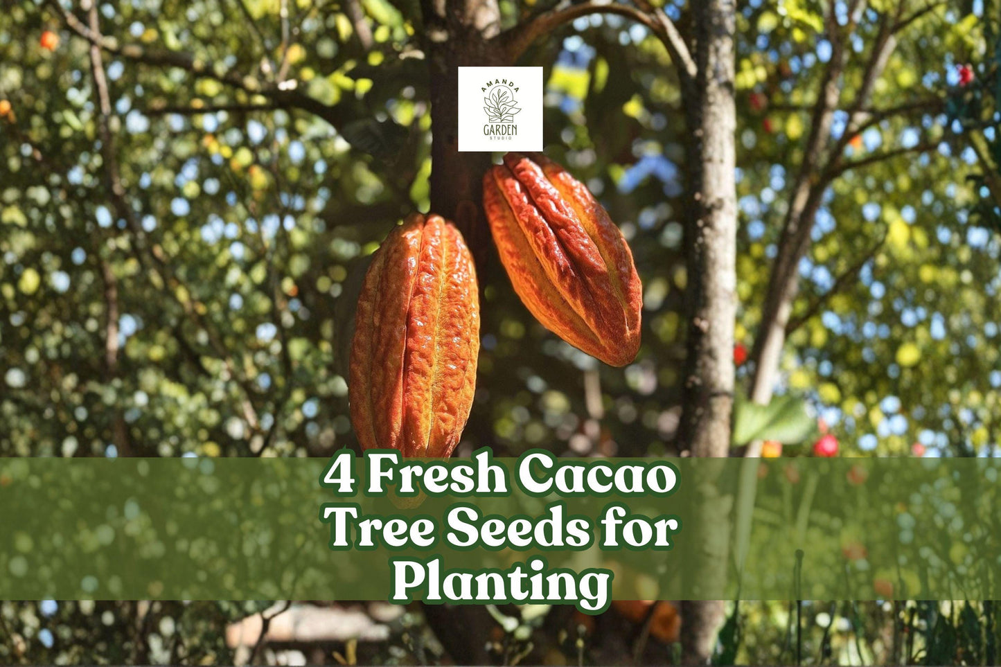 Fresh Cacao Tree Seeds – Theobroma cacao – Tropical Exotic Fruit Tree for Planting, Green Foliage, Wet Seeds