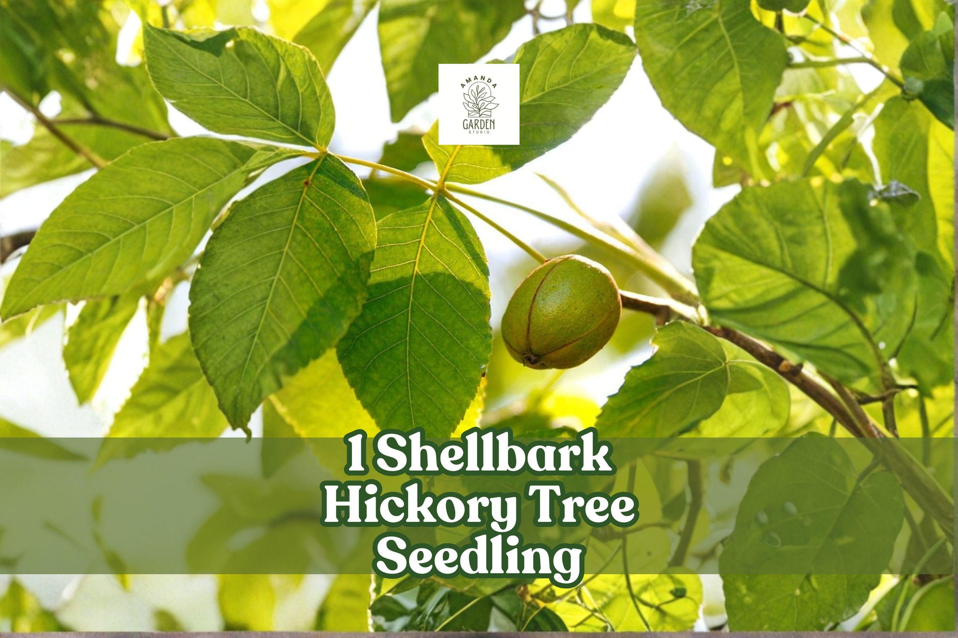 Shellbark Hickory Tree Seedling | Native Hardwood, Deciduous, Carya laciniosa for Landscaping & Restoration