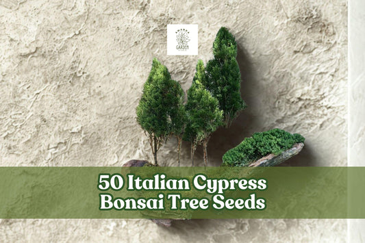 Italian Cypress Bonsai Tree Seeds – 50 Pack, Cupressus sempervirens, Evergreen Conifer for Bonsai & Container Gardening