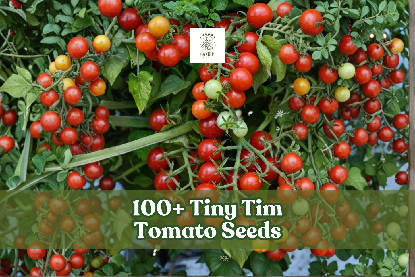 Tiny Tim Tomato Seeds – Dwarf Heirloom Solanum lycopersicum ‘Tiny Tim’ for Containers & Patio Gardens, 100+ Seeds