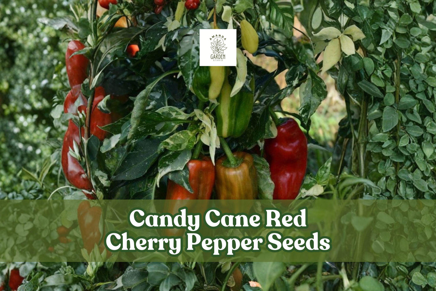 Candy Cane Red Cherry Pepper Seeds, Striped Sweet Pepper, Capsicum annuum, Decorative Compact Plant for Garden or Container